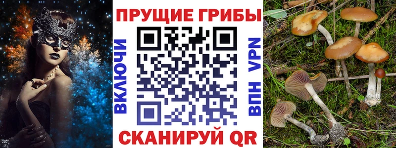 купить закладку  Алушта  Псилоцибиновые грибы Psilocybine cubensis 